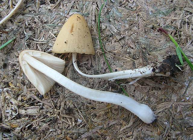 Conocybe hornana     Singer & Hausknecht